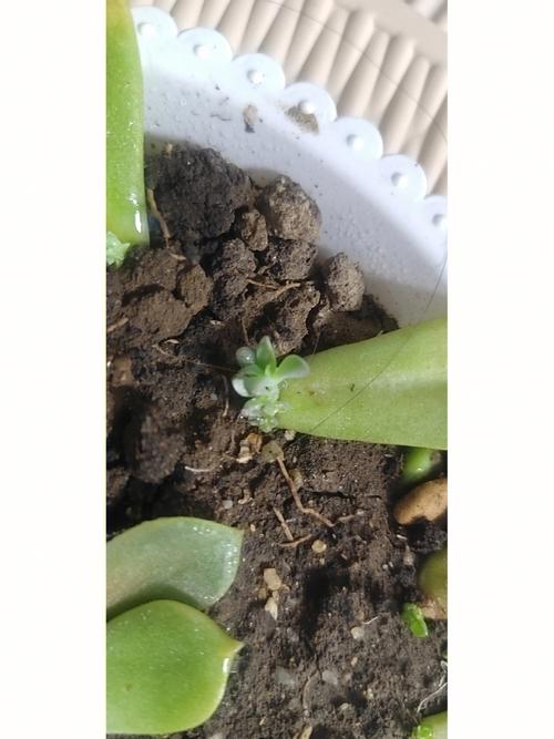 叶插刚出根要埋起来吗，叶插出根后多久埋土