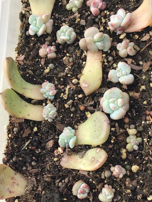 叶插刚出根要埋起来吗,叶插出根后多久埋土-第2张图片-优品飞百科 叶插刚出根要埋起来吗,叶插出根后多久埋土-第2张图片-优品飞百科