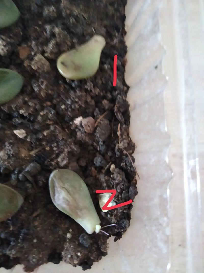 叶插刚出根要埋起来吗,叶插出根后多久埋土-第3张图片-优品飞百科 叶插刚出根要埋起来吗,叶插出根后多久埋土-第3张图片-优品飞百科