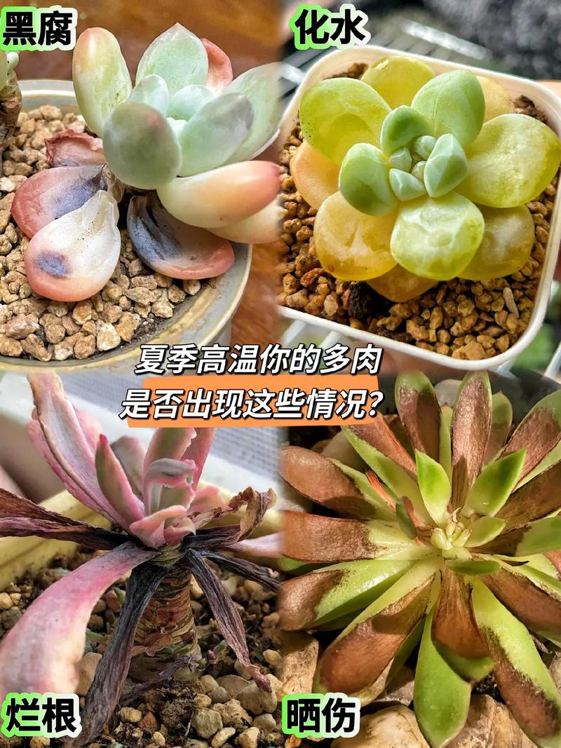 叶插刚出根要埋起来吗,叶插出根后多久埋土-第4张图片-优品飞百科 叶插刚出根要埋起来吗,叶插出根后多久埋土-第4张图片-优品飞百科