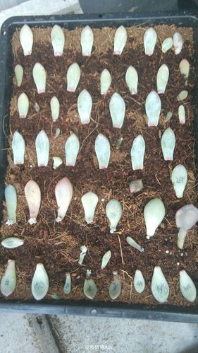 叶插刚出根要埋起来吗,叶插出根后多久埋土-第5张图片-优品飞百科 叶插刚出根要埋起来吗,叶插出根后多久埋土-第5张图片-优品飞百科