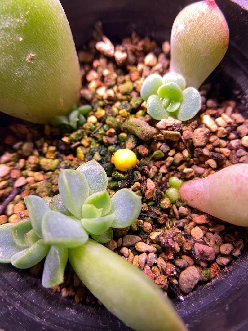 叶插刚出根要埋起来吗,叶插出根后多久埋土-第6张图片-优品飞百科 叶插刚出根要埋起来吗,叶插出根后多久埋土-第6张图片-优品飞百科