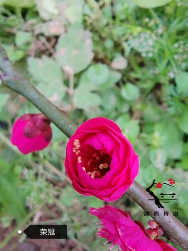 梅花可以扦插繁殖吗，梅花可以扦插繁殖吗图片？