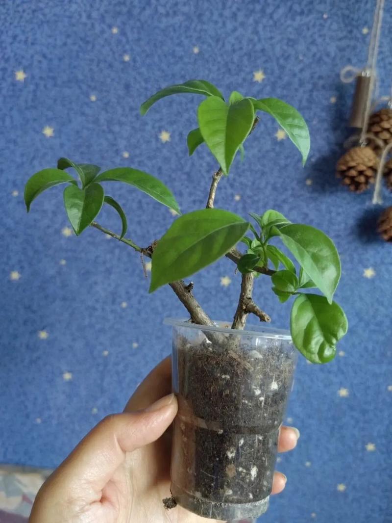 梅花可以扦插繁殖吗，梅花可以扦插繁殖吗图片？-第2张图片-优品飞百科