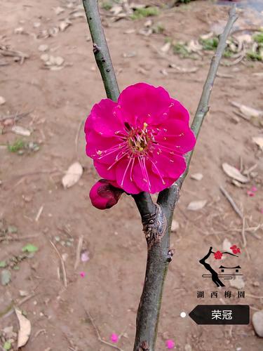 梅花可以扦插繁殖吗，梅花可以扦插繁殖吗图片？-第5张图片-优品飞百科