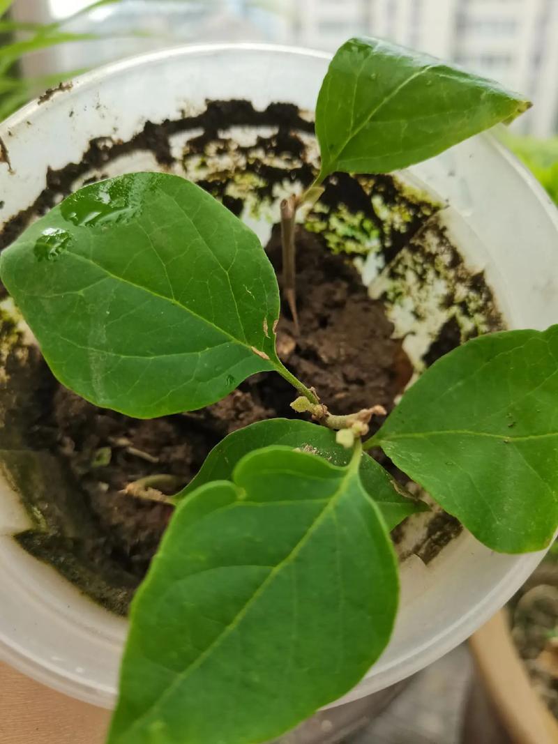 梅花可以扦插繁殖吗，梅花可以扦插繁殖吗图片？-第6张图片-优品飞百科