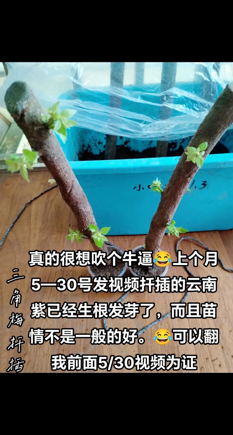 梅花可以扦插繁殖吗，梅花可以扦插繁殖吗图片？-第7张图片-优品飞百科