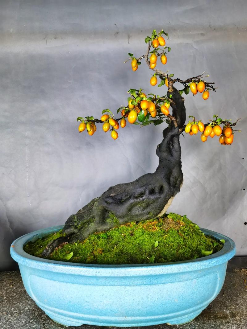 老鸦柿盆景的栽培与造型技术？老鸦柿盆景的栽培与造型技术论文？