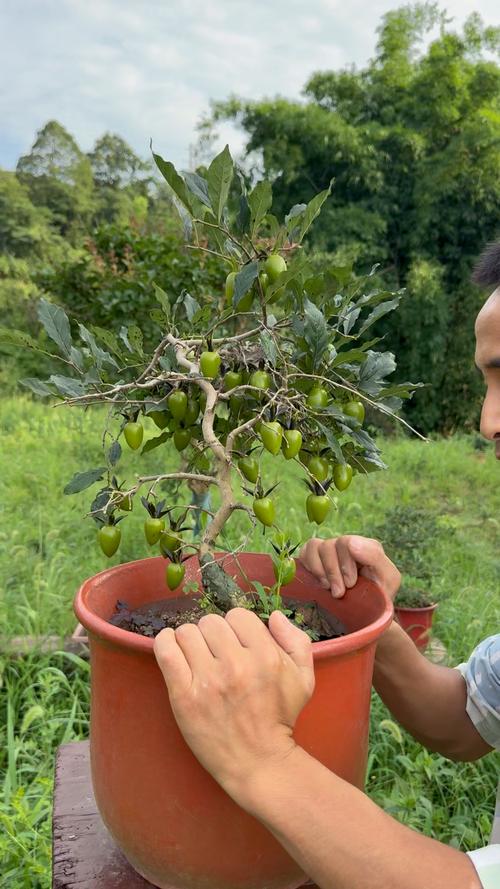 老鸦柿盆景的栽培与造型技术？老鸦柿盆景的栽培与造型技术论文？-第2张图片-优品飞百科
