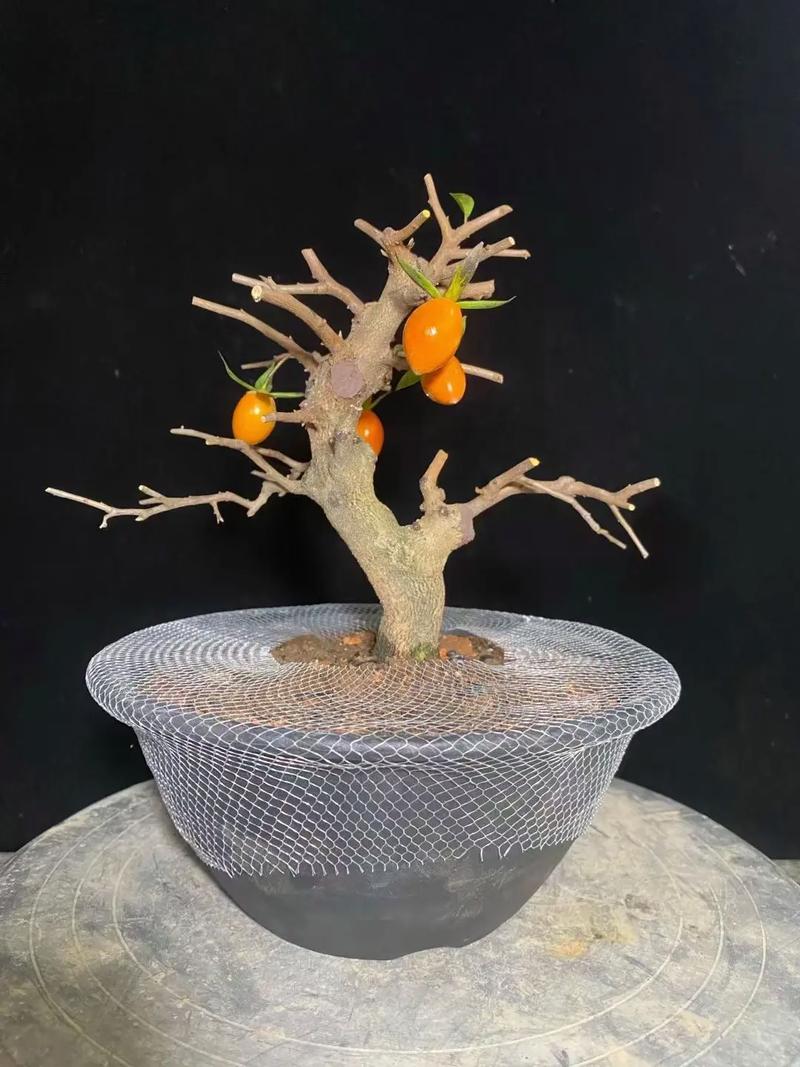 老鸦柿盆景的栽培与造型技术？老鸦柿盆景的栽培与造型技术论文？-第3张图片-优品飞百科