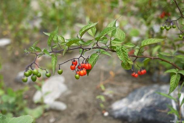 老鸦柿盆景的栽培与造型技术？老鸦柿盆景的栽培与造型技术论文？-第4张图片-优品飞百科
