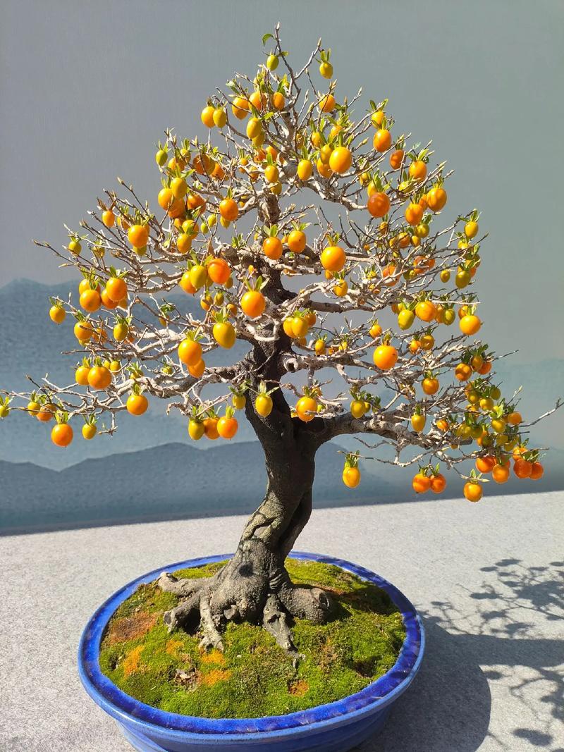 老鸦柿盆景的栽培与造型技术？老鸦柿盆景的栽培与造型技术论文？-第5张图片-优品飞百科