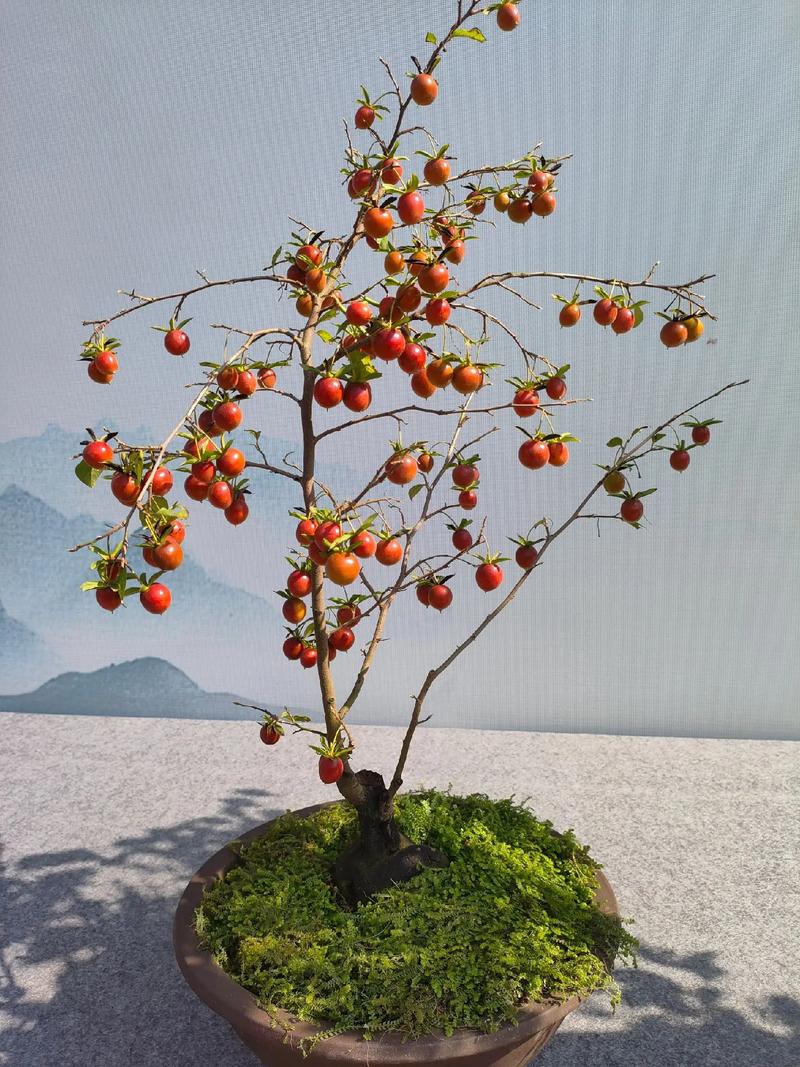 老鸦柿盆景的栽培与造型技术？老鸦柿盆景的栽培与造型技术论文？-第6张图片-优品飞百科