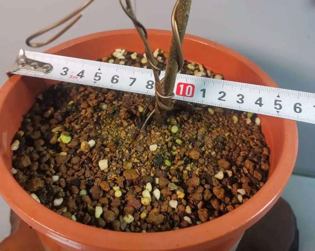 老鸦柿盆景的栽培与造型技术？老鸦柿盆景的栽培与造型技术论文？-第7张图片-优品飞百科