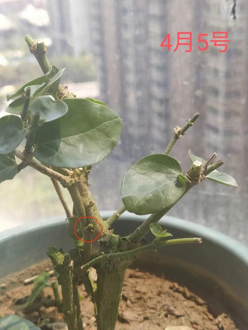 盆栽茉莉修剪方法，盆栽茉莉修剪方法图解？-第2张图片-优品飞百科