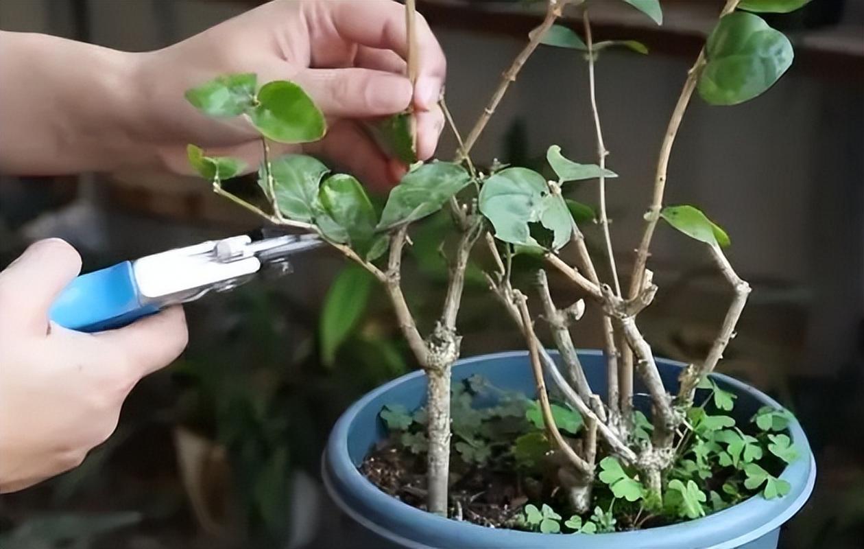 盆栽茉莉修剪方法，盆栽茉莉修剪方法图解？-第3张图片-优品飞百科