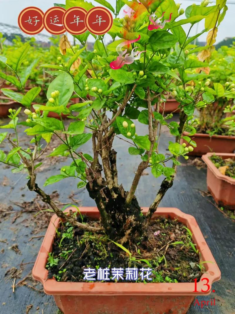 盆栽茉莉修剪方法，盆栽茉莉修剪方法图解？-第4张图片-优品飞百科