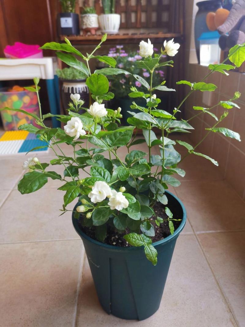 盆栽茉莉修剪方法，盆栽茉莉修剪方法图解？-第5张图片-优品飞百科