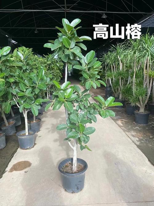 高山榕的养殖方法及注意事项，高山榕盆景图片