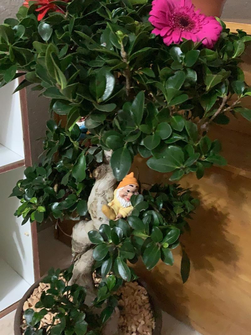 高山榕的养殖方法及注意事项,高山榕盆景图片-第2张图片-优品飞百科 高山榕的养殖方法及注意事项,高山榕盆景图片-第2张图片-优品飞百科