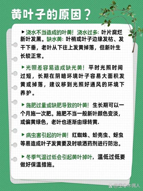 高山榕的养殖方法及注意事项,高山榕盆景图片-第3张图片-优品飞百科 高山榕的养殖方法及注意事项,高山榕盆景图片-第3张图片-优品飞百科