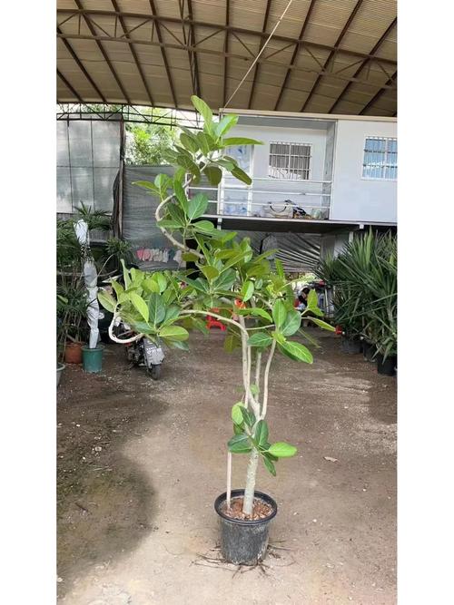 高山榕的养殖方法及注意事项,高山榕盆景图片-第4张图片-优品飞百科 高山榕的养殖方法及注意事项,高山榕盆景图片-第4张图片-优品飞百科