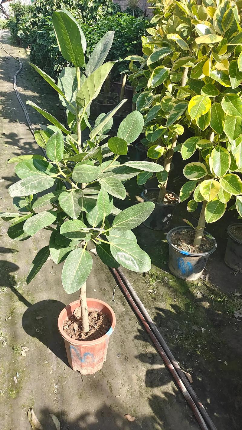 高山榕的养殖方法及注意事项,高山榕盆景图片-第5张图片-优品飞百科 高山榕的养殖方法及注意事项,高山榕盆景图片-第5张图片-优品飞百科