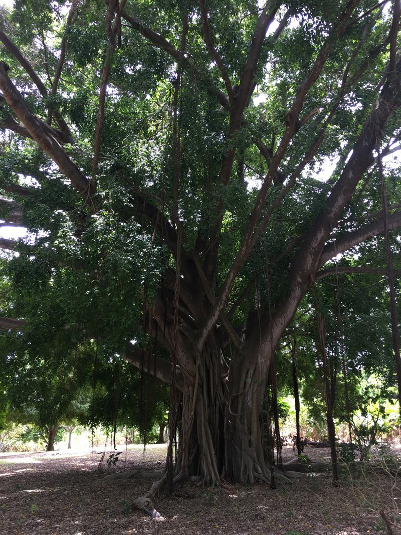 高山榕的养殖方法及注意事项,高山榕盆景图片-第6张图片-优品飞百科 高山榕的养殖方法及注意事项,高山榕盆景图片-第6张图片-优品飞百科