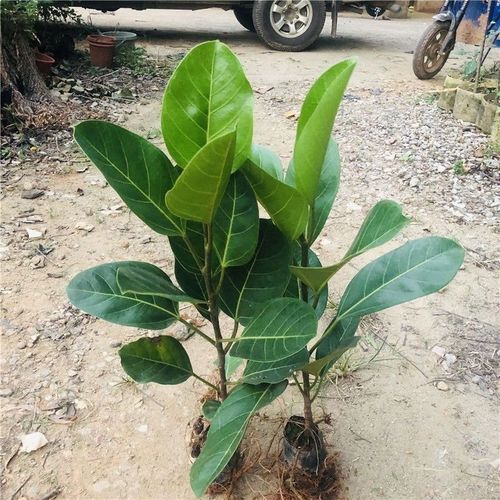 高山榕的养殖方法及注意事项,高山榕盆景图片-第7张图片-优品飞百科 高山榕的养殖方法及注意事项,高山榕盆景图片-第7张图片-优品飞百科