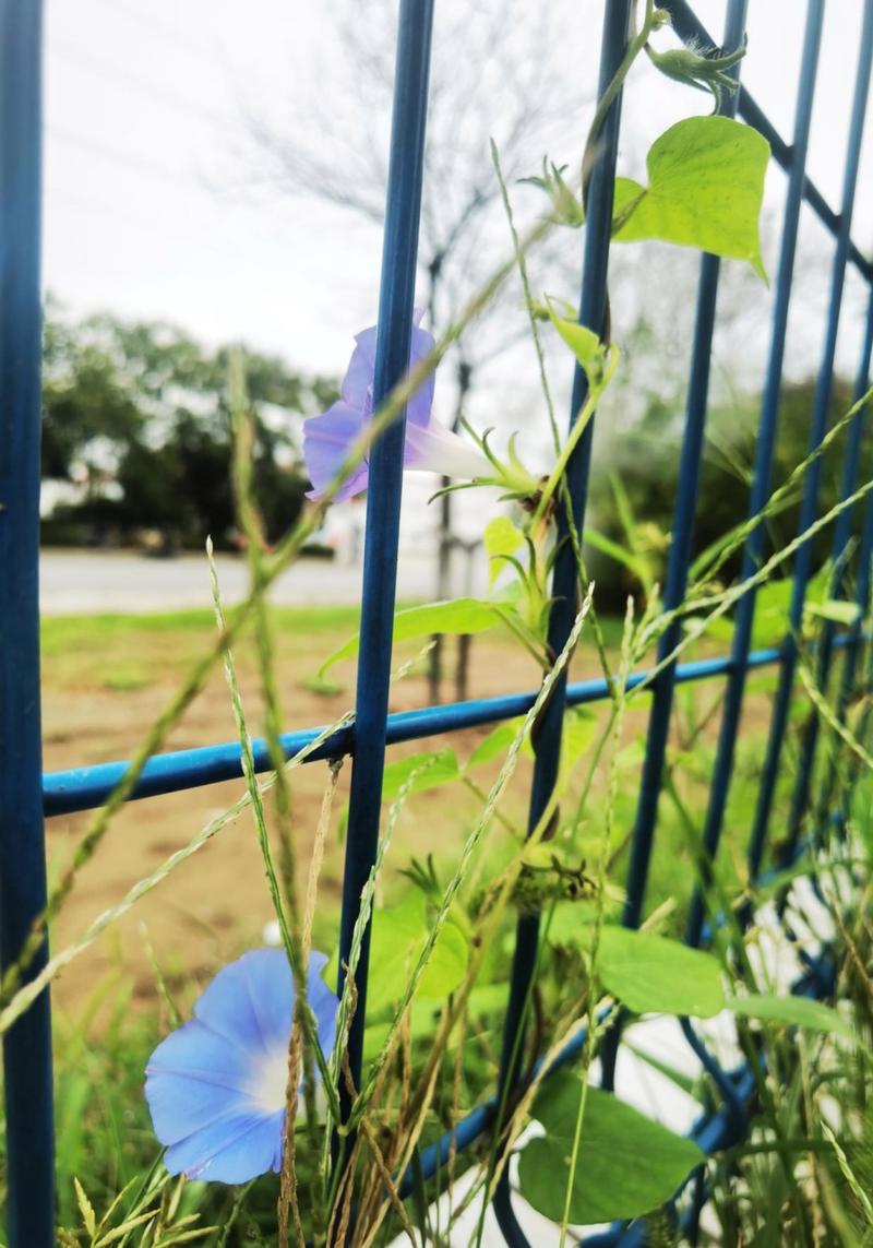 秋天窗台种盆它？秋天窗台种盆它会落叶吗？-第2张图片-优品飞百科