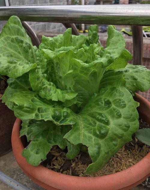 秋天窗台种盆它？秋天窗台种盆它会落叶吗？-第3张图片-优品飞百科