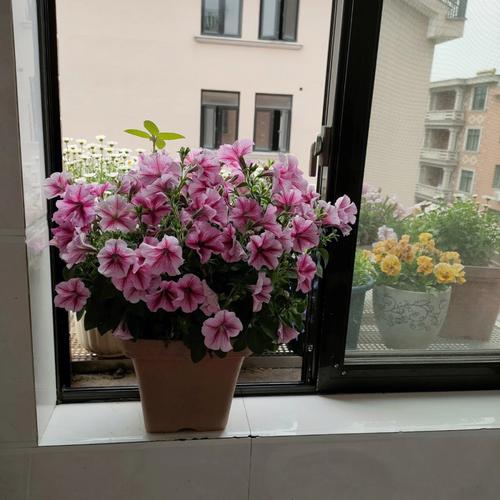 秋天窗台种盆它？秋天窗台种盆它会落叶吗？-第5张图片-优品飞百科