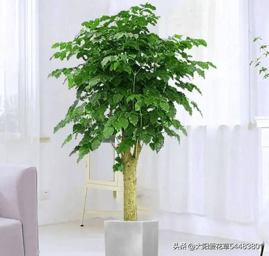 秋天窗台种盆它？秋天窗台种盆它会落叶吗？-第6张图片-优品飞百科