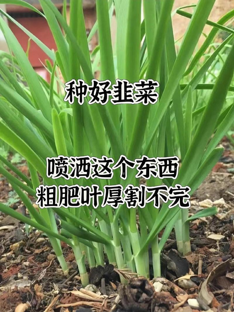 秋天窗台种盆它？秋天窗台种盆它会落叶吗？-第8张图片-优品飞百科