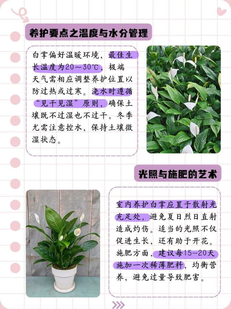 白掌水培好还是土培好，白掌土培和水培哪个容易活？-第5张图片-优品飞百科