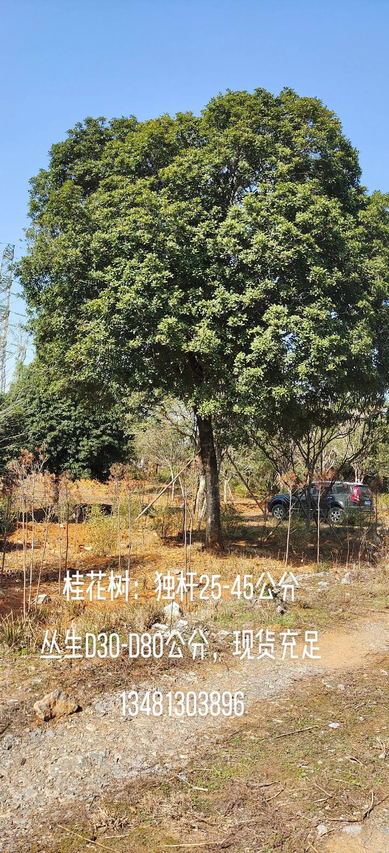 桂花树移植怎保成活？夏季桂花树移植怎保成活？