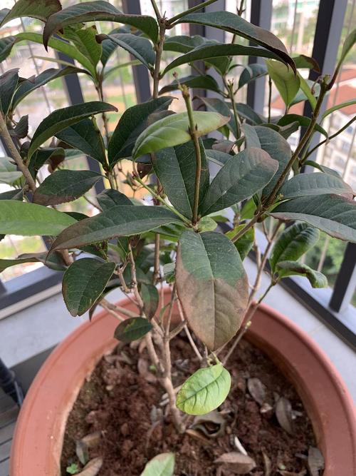 桂花树移植怎保成活？夏季桂花树移植怎保成活？-第3张图片-优品飞百科