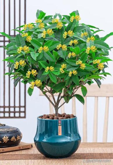 桂花树移植怎保成活？夏季桂花树移植怎保成活？-第4张图片-优品飞百科