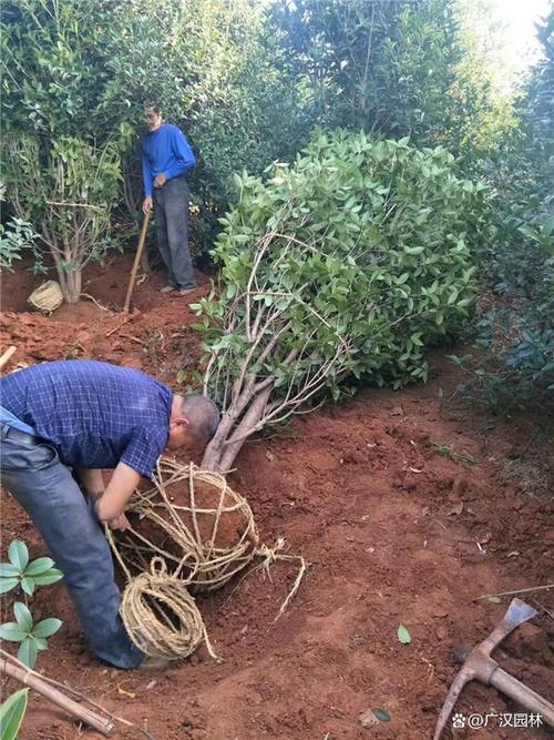 桂花树移植怎保成活？夏季桂花树移植怎保成活？-第5张图片-优品飞百科