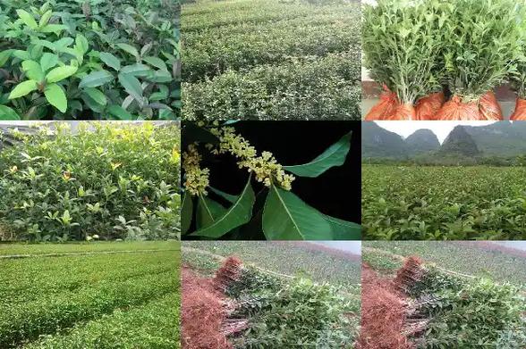 桂花树移植怎保成活？夏季桂花树移植怎保成活？-第6张图片-优品飞百科