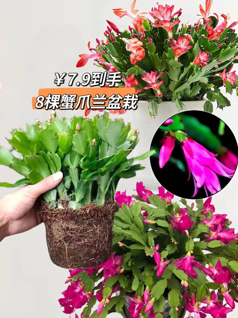 蟹爪兰几月换盆好？蟹爪兰哪个季节换盆？