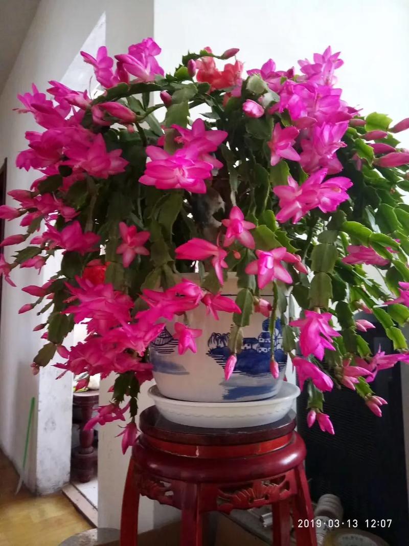 蟹爪兰几月换盆好？蟹爪兰哪个季节换盆？-第2张图片-优品飞百科