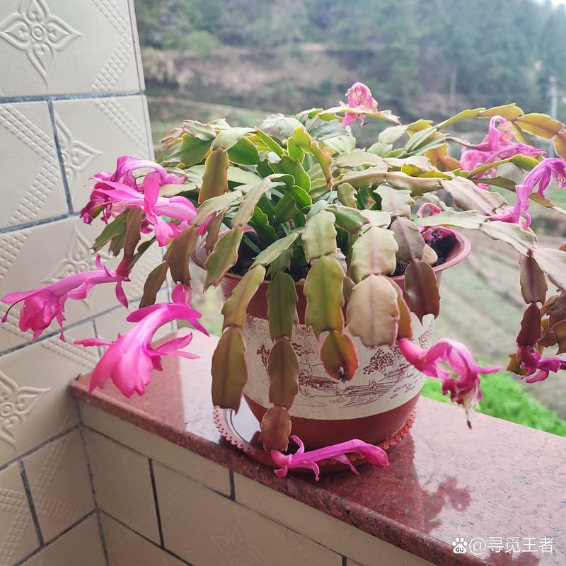 蟹爪兰几月换盆好？蟹爪兰哪个季节换盆？-第3张图片-优品飞百科