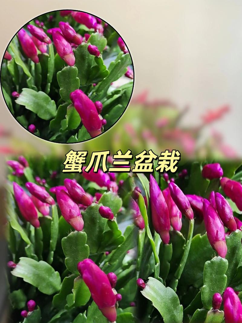 蟹爪兰几月换盆好？蟹爪兰哪个季节换盆？-第5张图片-优品飞百科