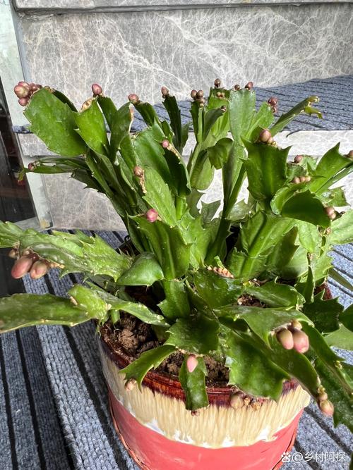 蟹爪兰几月换盆好？蟹爪兰哪个季节换盆？-第4张图片-优品飞百科