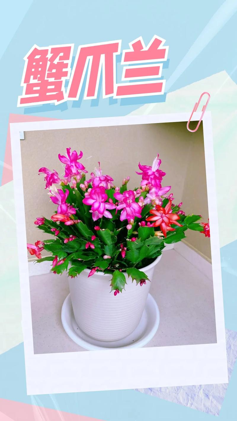 蟹爪兰几月换盆好？蟹爪兰哪个季节换盆？-第6张图片-优品飞百科