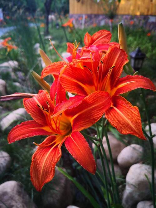 萱草春天怎么养，萱草春天怎么养活？