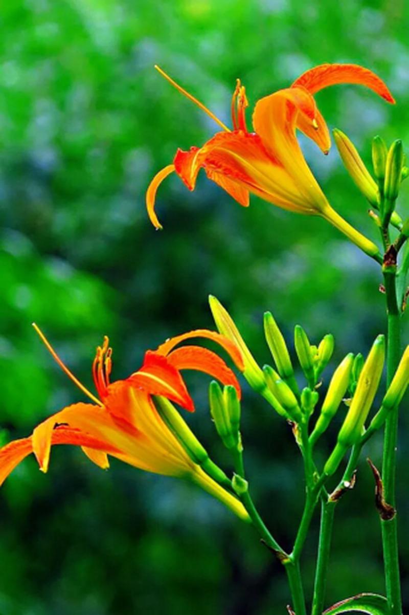 萱草春天怎么养，萱草春天怎么养活？-第3张图片-优品飞百科