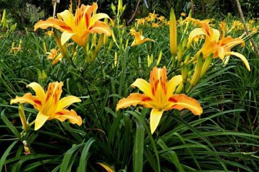 萱草春天怎么养，萱草春天怎么养活？-第2张图片-优品飞百科