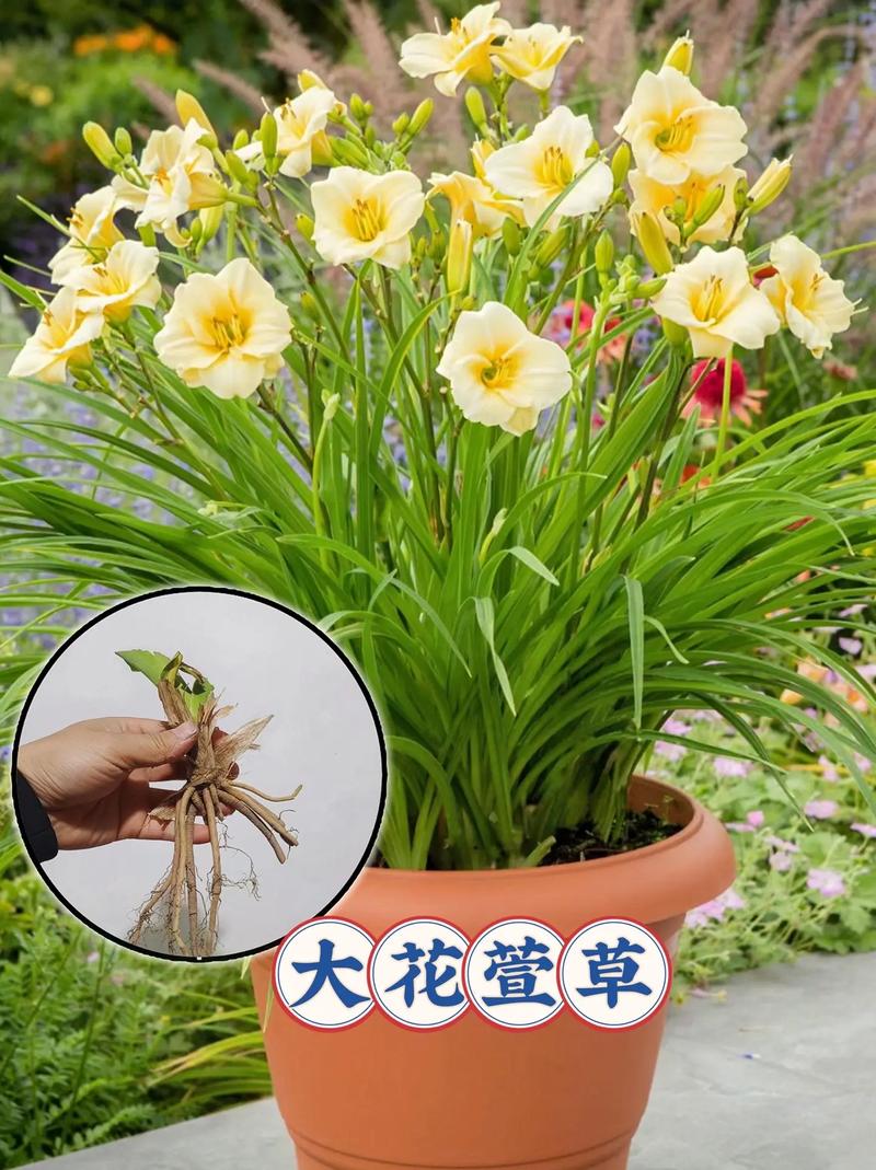 萱草春天怎么养，萱草春天怎么养活？-第4张图片-优品飞百科